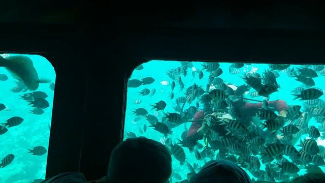 в красном море море смотрим рыбки и аквалангиста! смотреть онлайн