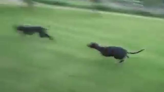 Greyhound Running, Runner, Jumping.