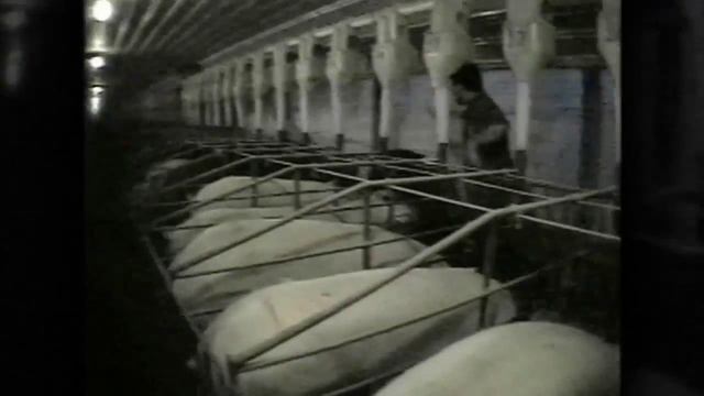 Ферма за 60 секунд (Factory Farming in 60 Seconds Flat) смотреть онлайн