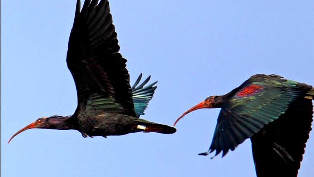 Северные лысые ибисы: узники земли смотреть онлайн