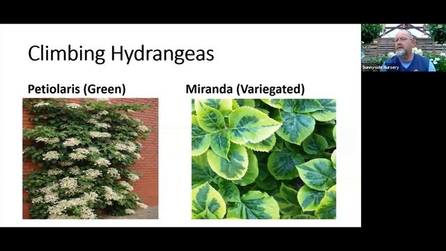 Hydrangealicous Hydrangea Sunnyside Nursery Zoom Class 7/17/21 смотреть онлайн