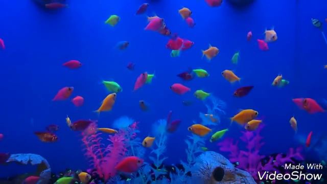 USA.CA. PetSmart. Магазин для животных в Америке. смотреть онлайн