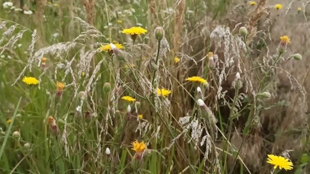 Знак Зодиака- Лев. Зачем приходит в этот мир. Кармические задачи. смотреть онлайн