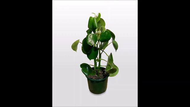 Peperomia Polybotrya