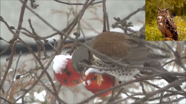 Рябинник - Turdus pilaris смотреть онлайн