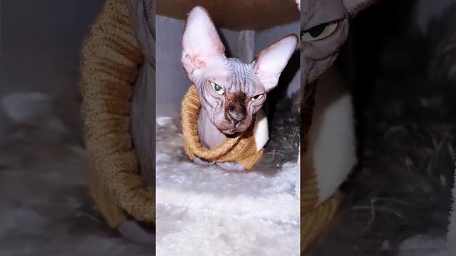 Лысая кошка Сфинкс с мамой смотреть онлайн