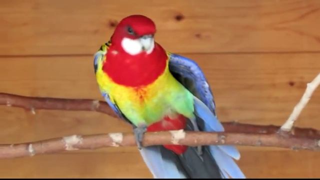 eastern rosella смотреть онлайн
