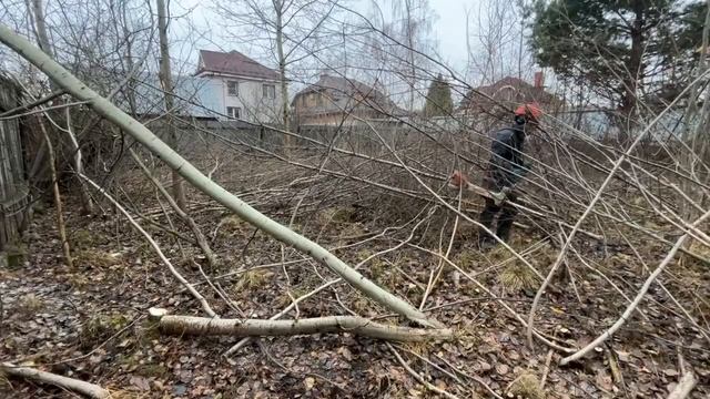 Расчистил участок от поросли и деревьев до снегопада. Человек-паук, STIHL FS 561 и STIHL MS 250 С-В смотреть онлайн