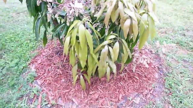 Pickering Mango Tree - Part 6 смотреть онлайн