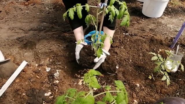 Совместимость удобрений. Что добавить в лунку при посадке. смотреть онлайн