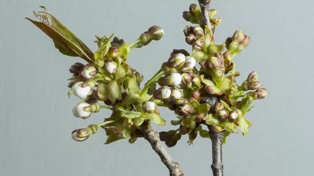 Футаж. Распускающиеся цветы. Вишня 1 смотреть онлайн