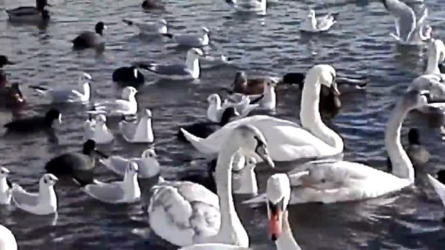 Чёрное море и лебеди#кормление зимующих лебедей, уток и чаек смотреть онлайн