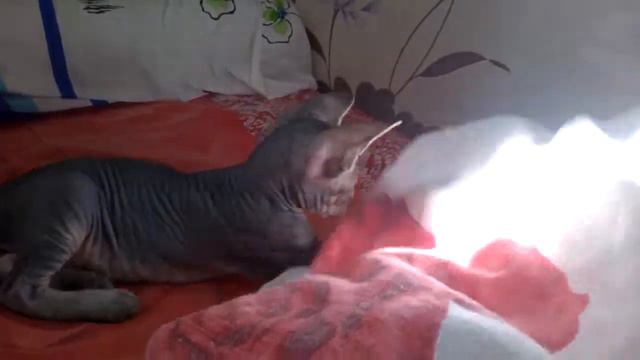 Котенок канадского сфинкса. смотреть онлайн