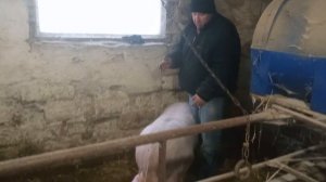 Как сделать чтобы свинка пришла в охоту.???.