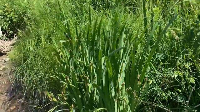 Identification Tips: Yellow Iris (Iris pseudacorus) смотреть онлайн