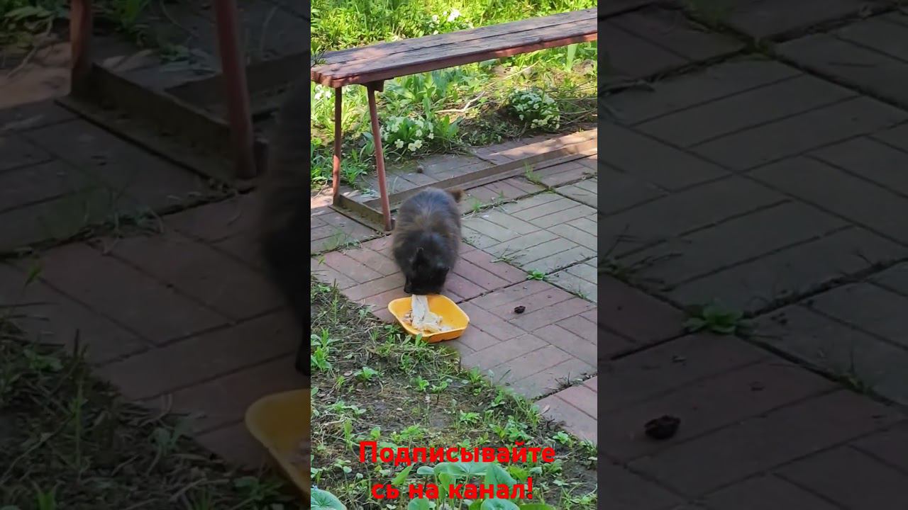 Новый питомец в деревне! #деревня смотреть онлайн