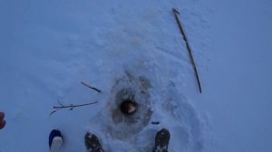 Лучшая зимняя ловчая снасть. Налим на червя. Хмао-югра..mp4