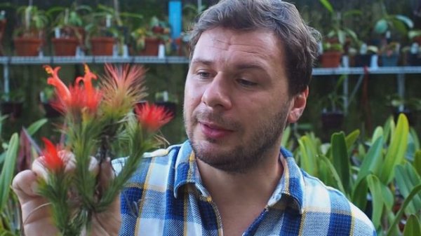 Tillandsia funckiana - Tillandsien erfolgreich pflegen