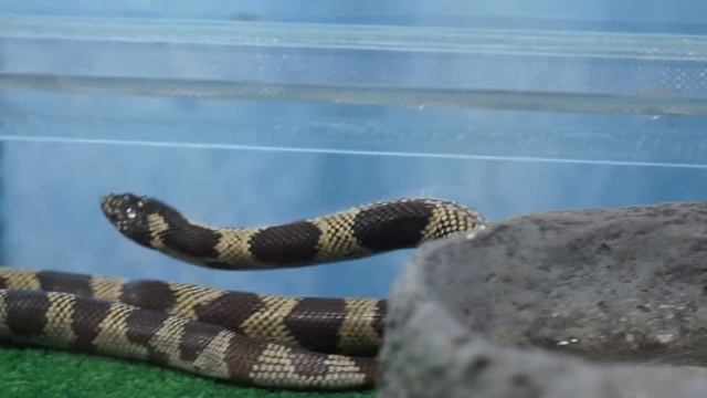 змея узорчатый полоз snake patterned runner смотреть онлайн