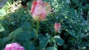 Роза Пинк Интуишн. Pink Intuition