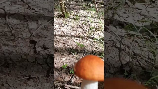 ЧТО У НАС МОЖНО СОБРАТЬ В ЛЕСУ ЗА ЧАСИК. смотреть онлайн