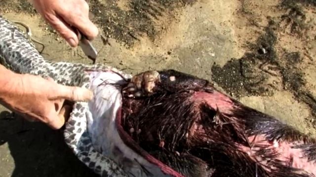 Питон проглотил существо, к которому он не должен был приближаться. УЖАС!