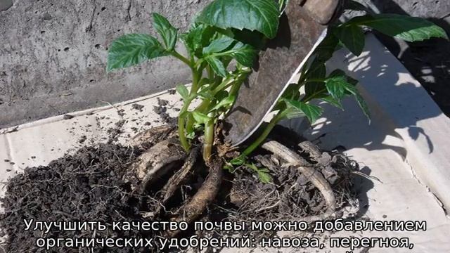 Все о георгинах смотреть онлайн