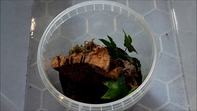 Avicularia purpurea slings arrived! смотреть онлайн