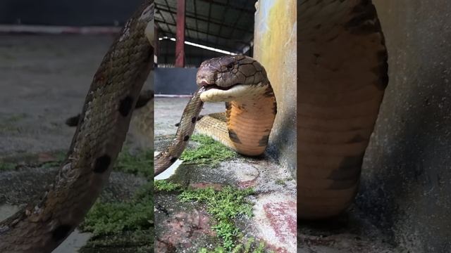 Scary voice of a King Cobra part 3 #kingcobra #foodchain #shorts смотреть онлайн