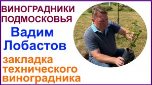Закладка технического виноградника в селе Годуново Владимирской обл. на участке Вадима Лобастова.