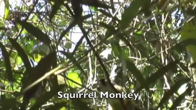 Peru, Amazon Rainforest смотреть онлайн