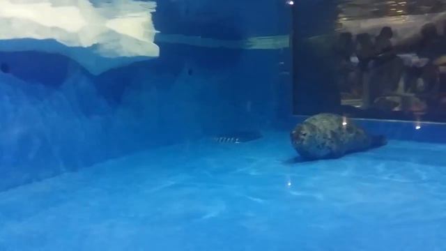 СОЧИНСКИЙ ПИНГВИНАРИЙ ПАРК РИВЬЕРА смотреть онлайн