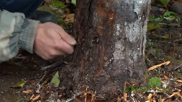 Покраска яблони смотреть онлайн