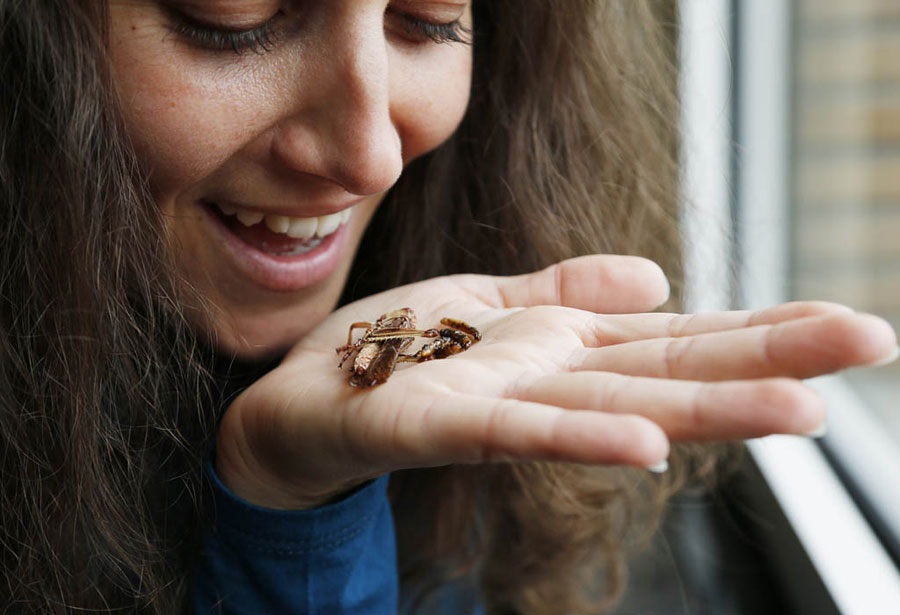 Об Опасности Пищи из Насекомых - круглый стол экспертов в России. смотреть онлайн