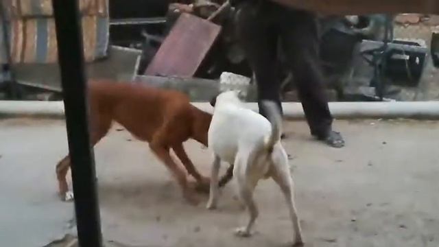 Боксёр,, рвёт "метиса стаффа. смотреть онлайн