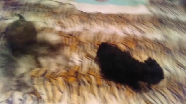 щенки пуделя играют