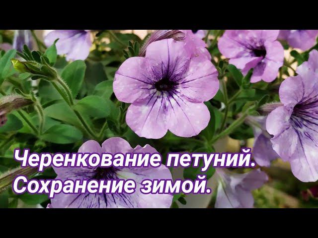 Черенкование петунии и сохранение зимой. Обзор капусты и хризантемы, цены. смотреть онлайн