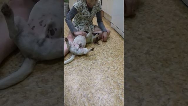 22 марта, мама играет с Филей смотреть онлайн