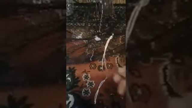 Ловушка на креветку смотреть онлайн