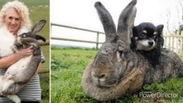 Самый большой в мире кролик по кличке "Ральф" смотреть онлайн