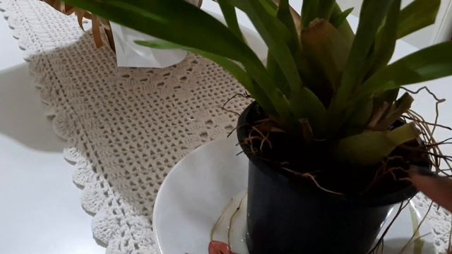 Ganhei uma orquídea mini e não sei o nome vcs podem me ajudar, e a chuva de ouro ou pingo de ouro смотреть онлайн