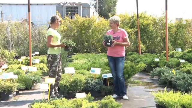 Туя и можжевельник на даче смотреть онлайн