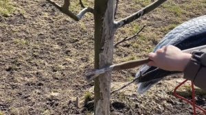 Побелка деревьев весной | Зачем и чем