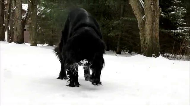 Newfoundland Dana! смотреть онлайн