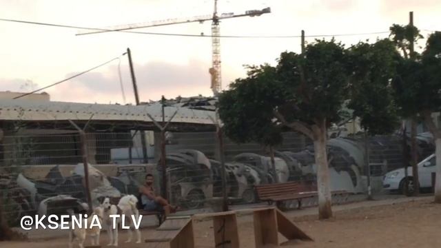 Псячий влог,по запросам любителей собак ! смотреть онлайн