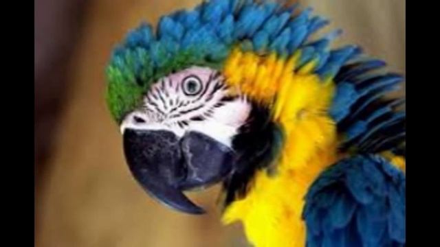 Топ-5 самых дорогих попугаев смотреть онлайн