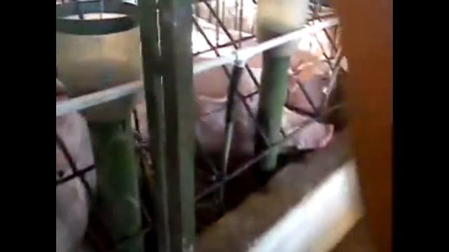 Arkos Autopista: Inseminacion Arificial y Reproducion en Cerdos смотреть онлайн