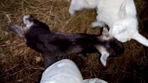 Питание козлят отдельно от матери, возраст 2 недели