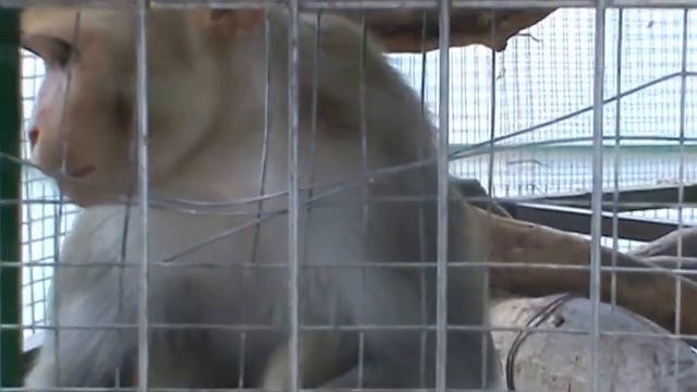 едим на море .Геленджик контактный зоопарк 7 смотреть онлайн