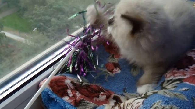 Еремей 2 мес, Невский маскарадный котёнок, из питомника Злато Зиберио. смотреть онлайн